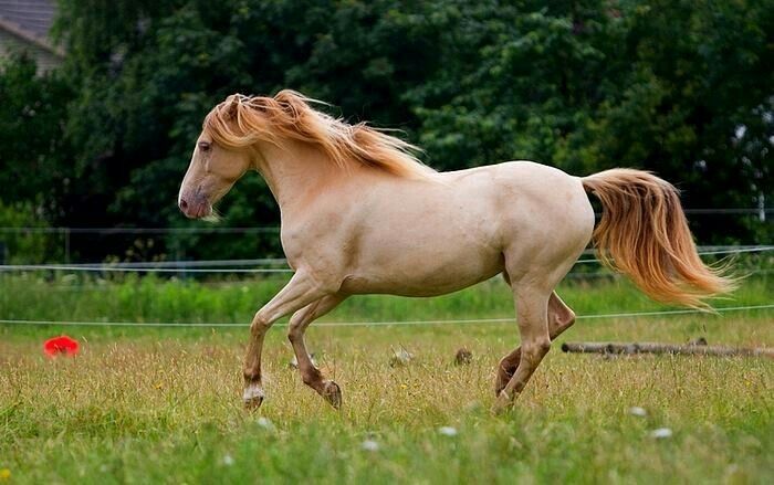 Champagne ambre